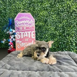 Female Mini Schnauzer puppy named Jam for sale at Puppy Dreams - West Little Rock.