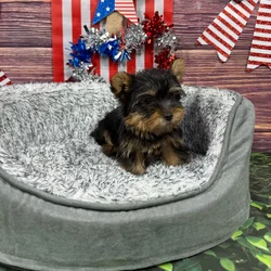 car_main_img_/media/ap_media/pets/PUDNNYWAAWDT122660.webp.250x250_q85.webp
