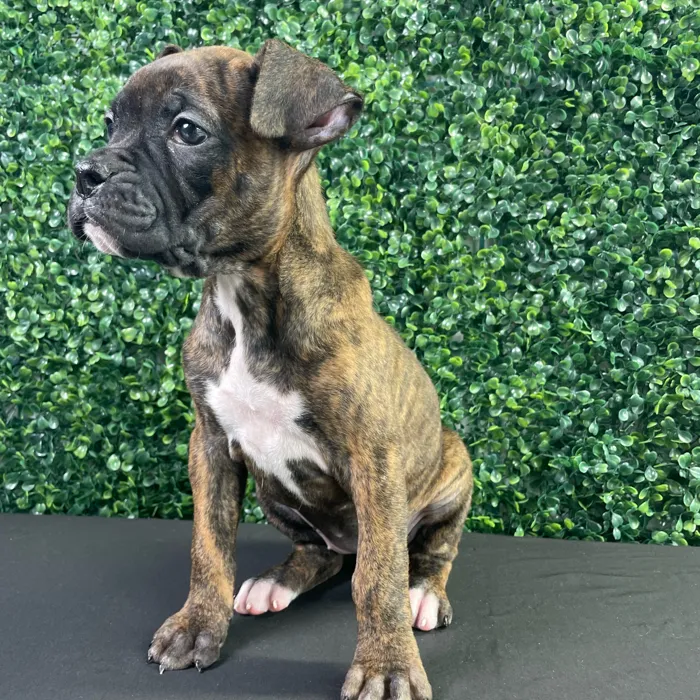 Female Boxer puppy named Gracie for sale at Puppy Dreams - West Little Rock.