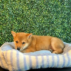 car_main_img_/media/ap_media/pets/PXXCDWKOBFZY133173.webp.250x250_q85.webp