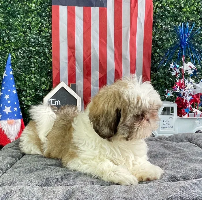 Female Shih Tzu puppy named Monica for sale at Puppy Dreams - West Little Rock.