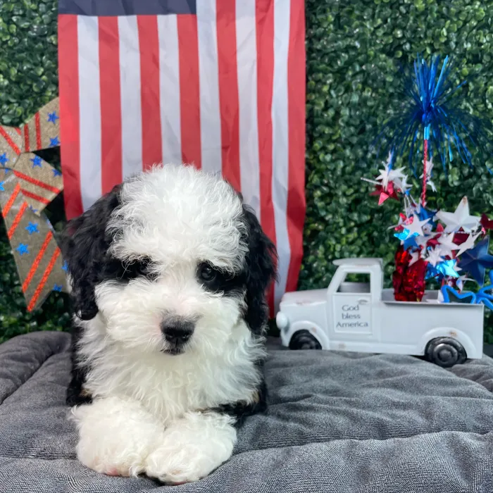 Female Bernedoodle puppy named Mrs Potato Head for sale at Puppy Dreams - West Little Rock.