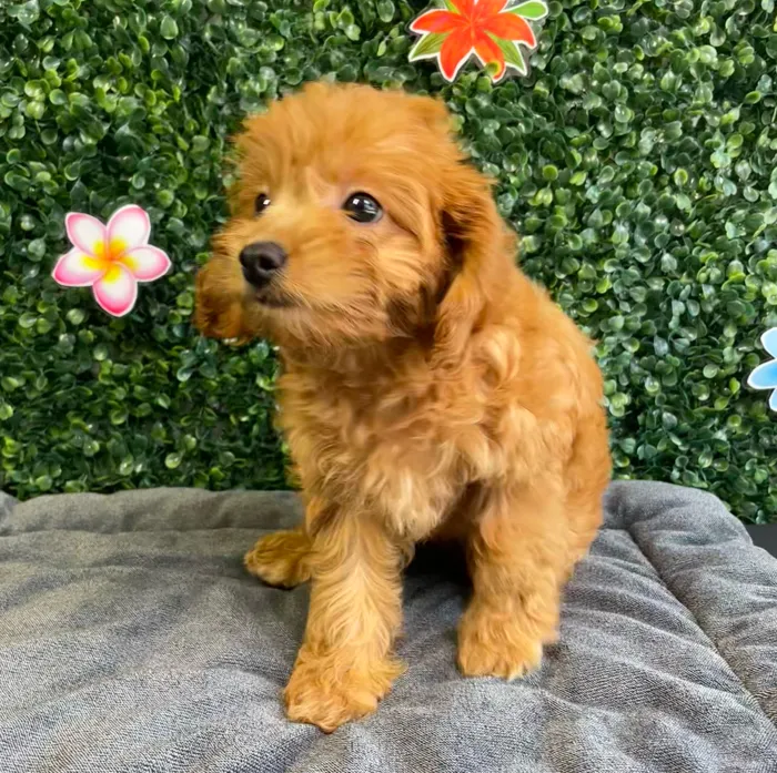Female Cavapoo puppy named Honey for sale at Puppy Dreams - West Little Rock.