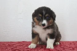 car_main_img_/media/ap_media/pets/QDEDWNESRQUL124578.webp.250x250_q85.webp