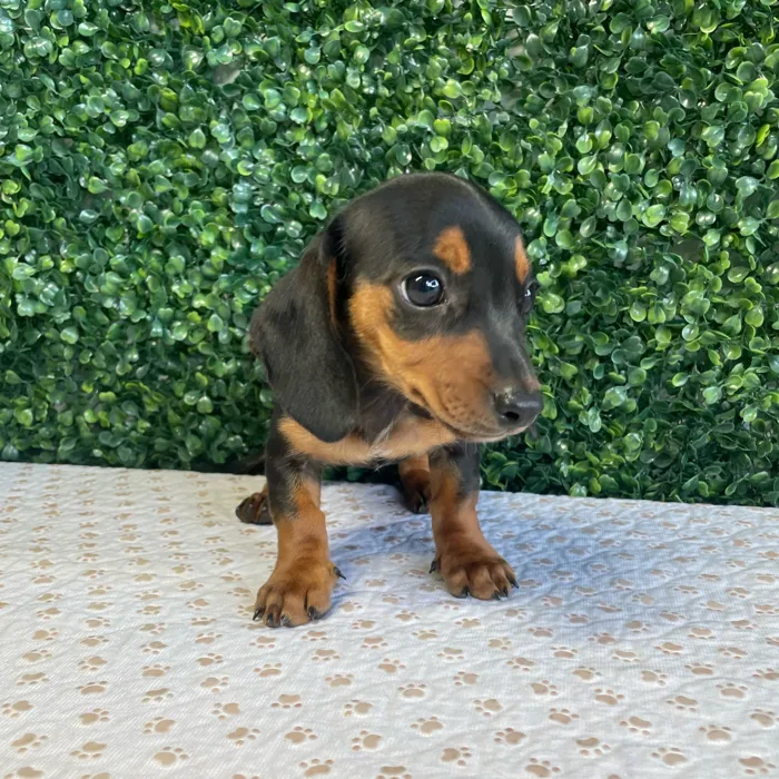 Female Dachshund puppy named Marge for sale at Puppy Dreams - West Little Rock.