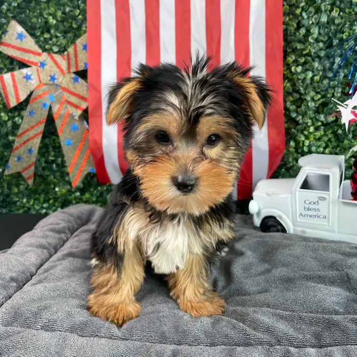 Male Yorkie puppy named Woody for sale at Puppy Dreams - West Little Rock.