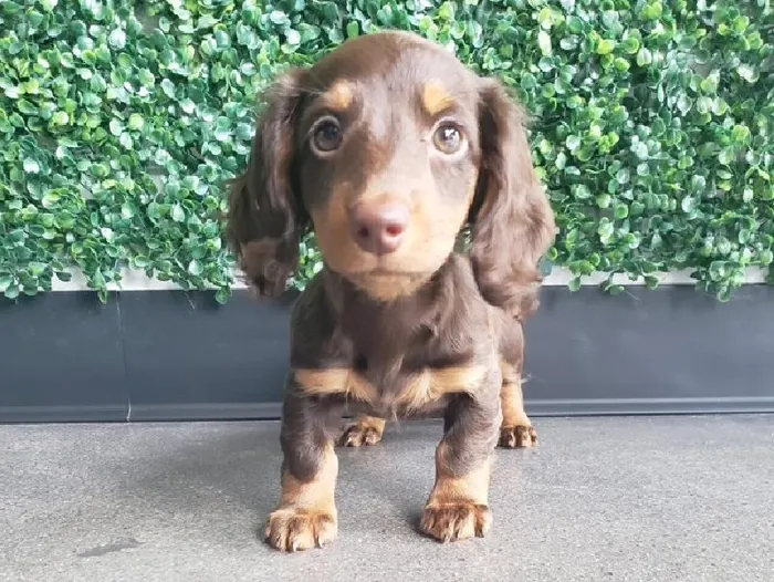 Female Dachshund Puppy for Sale in Little Rock, AR