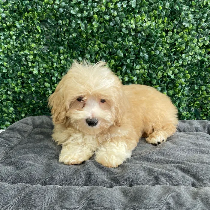 Male Bichon-Poodle puppy named Herb for sale at Puppy Dreams - West Little Rock.
