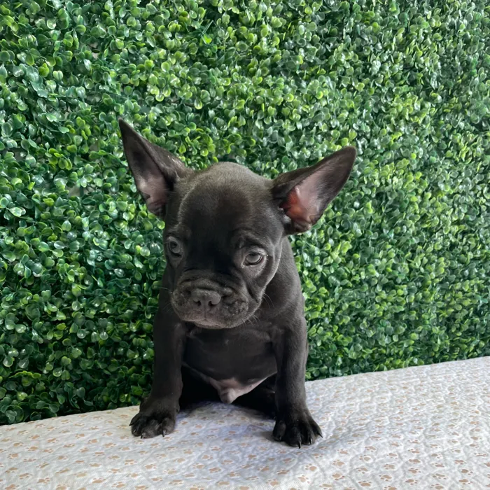 Male French Bulldog puppy named Milhouse for sale at Puppy Dreams - West Little Rock.