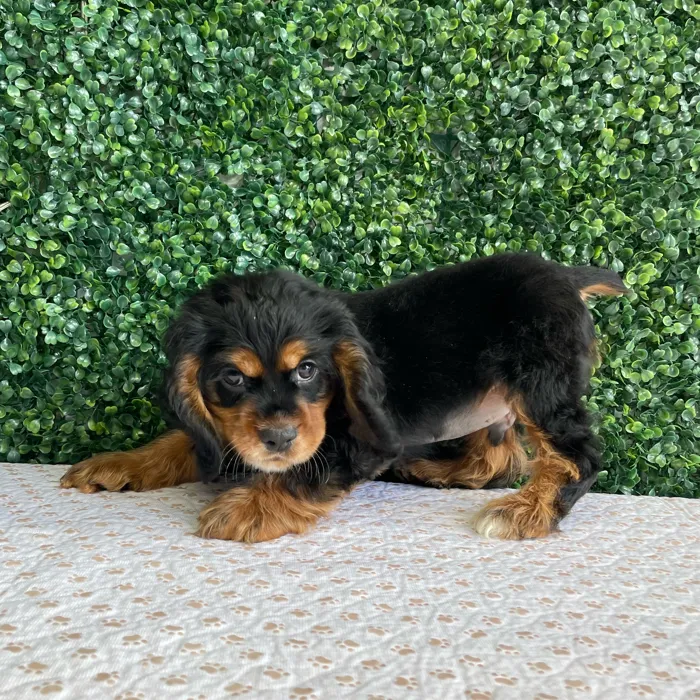 Male Cocker Spaniel puppy named Flanders for sale at Puppy Dreams - West Little Rock.