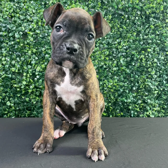 Female Boxer puppy named Gracie for sale at Puppy Dreams - West Little Rock.