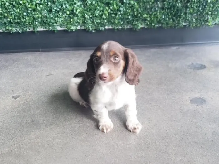 Female Dachshund Puppy for Sale in Little Rock, AR