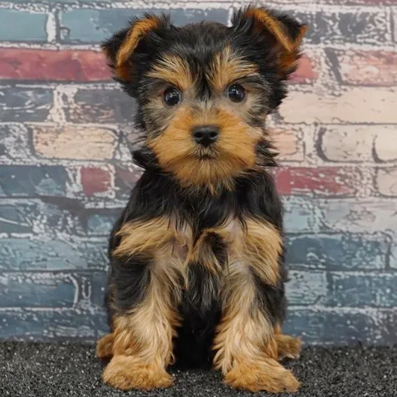Female Yorkie puppy for sale at Puppy Dreams - South Little Rock.