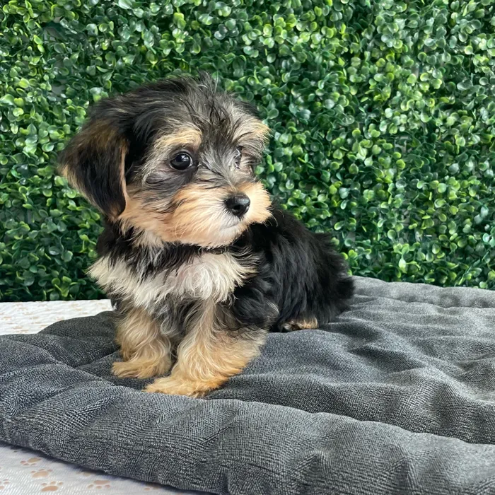Female Morkie puppy named Maggie for sale at Puppy Dreams - West Little Rock.