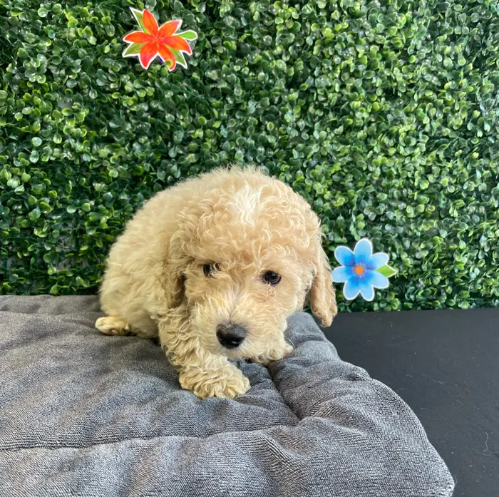 Male Bichon-Poodle puppy named Oakley for sale at Puppy Dreams - West Little Rock.
