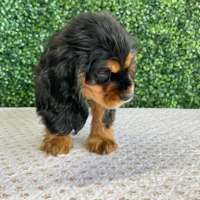 Male Cocker Spaniel puppy named Flanders for sale at Puppy Dreams - West Little Rock.