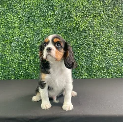 Male Cavalier King Charles Spaniel puppy named Coleslaw for sale at Puppy Dreams - West Little Rock.