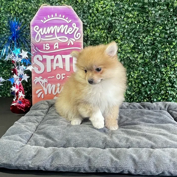 Unknown Pomeranian puppy named Edna for sale at Puppy Dreams - West Little Rock.