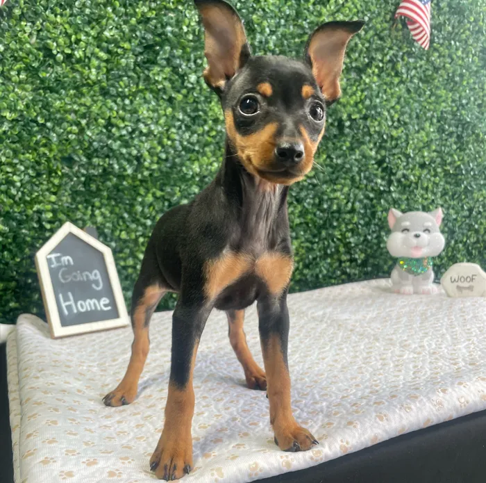 Female Min Pin puppy named Peggy for sale at Puppy Dreams - West Little Rock.