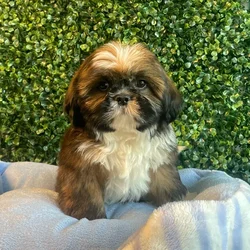 car_main_img_/media/ap_media/pets/SHTZPHZHLPOH136263.webp.250x250_q85.webp