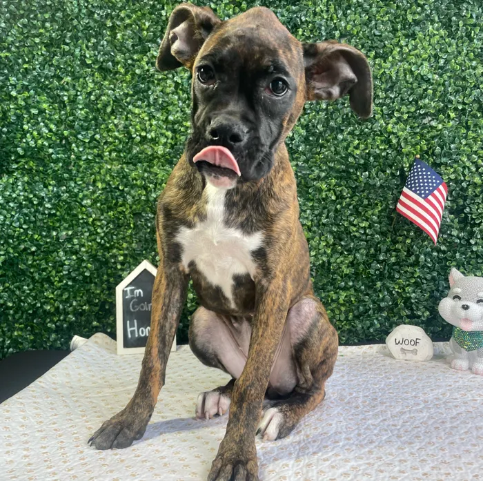 Female Boxer puppy named Gracie for sale at Puppy Dreams - West Little Rock.