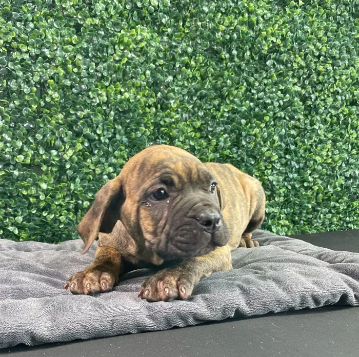 Female Cane Corso puppy named Porche for sale at Puppy Dreams - West Little Rock.