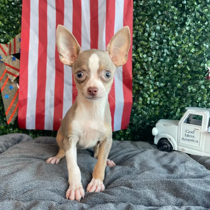 Female Chihuahua puppy named Lily Pad for sale at Puppy Dreams - West Little Rock.