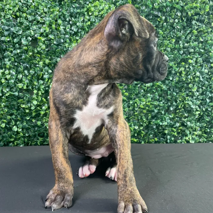 Female Boxer puppy named Gracie for sale at Puppy Dreams - West Little Rock.