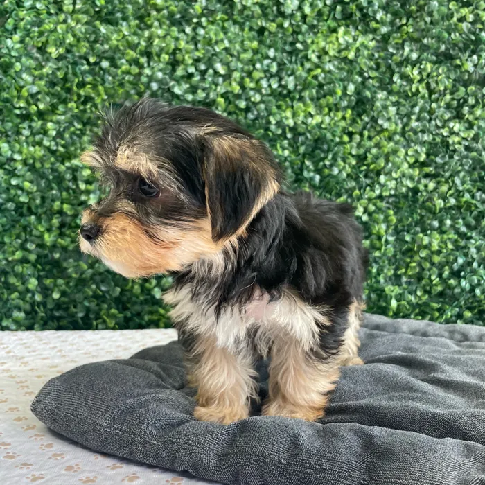 Female Morkie puppy named Maggie for sale at Puppy Dreams - West Little Rock.