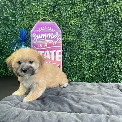 Female Yochon puppy named Omlete for sale at Puppy Dreams - West Little Rock.