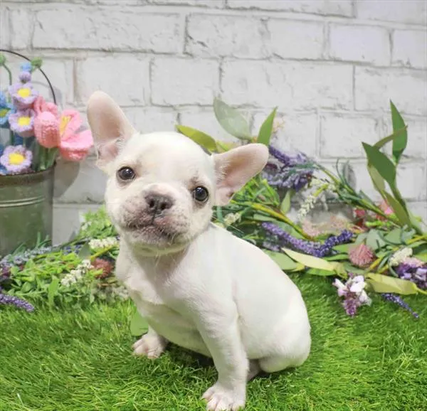 Male French Bulldog puppy for sale at Puppy Dreams - West Little Rock.
