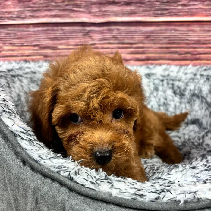 Cockapoo For Sale | Puppy Dreams - South Little Rock