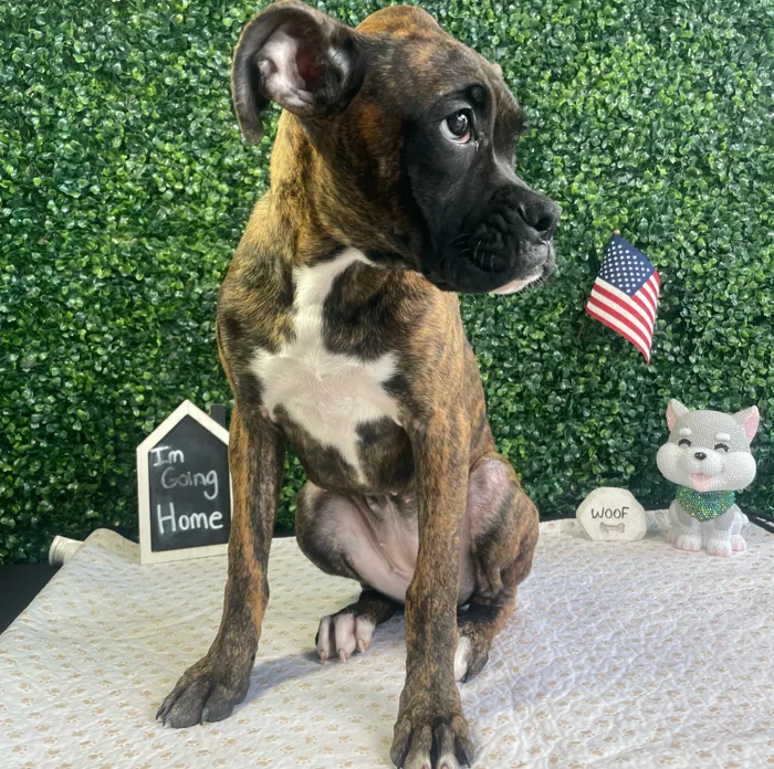 Female Boxer puppy named Gracie for sale at Puppy Dreams - West Little Rock.