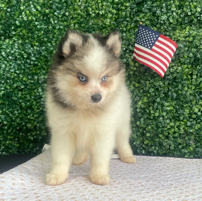 Female 2Nd Gen Pomsky puppy named Juanita for sale at Puppy Dreams - West Little Rock.