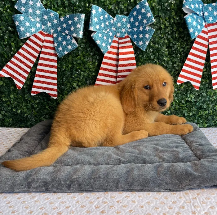 Male Golden Retriever puppy named Boomer for sale at Puppy Dreams - West Little Rock.