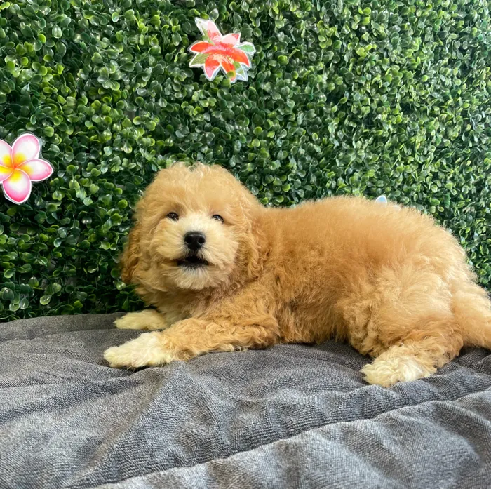 Male Bichon-Poodle puppy named Rusty for sale at Puppy Dreams - West Little Rock.