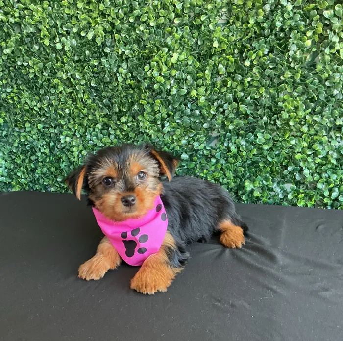 Female Yorkie puppy named Ethyl for sale at Puppy Dreams - West Little Rock.