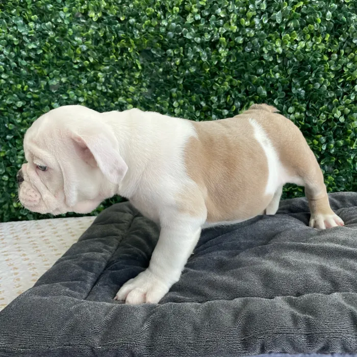 Male English Bulldog puppy named Krusty for sale at Puppy Dreams - West Little Rock.