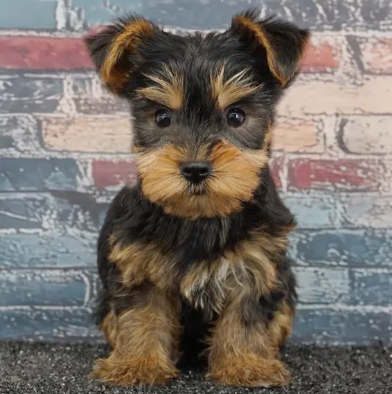 Male Yorkie puppy for sale at Puppy Dreams - South Little Rock.
