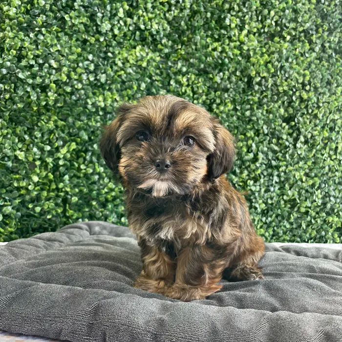 Female Shorkie puppy named Thelma for sale at Puppy Dreams - West Little Rock.