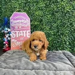 Male Mini Goldendoodle puppy named Bacon for sale at Puppy Dreams - West Little Rock.