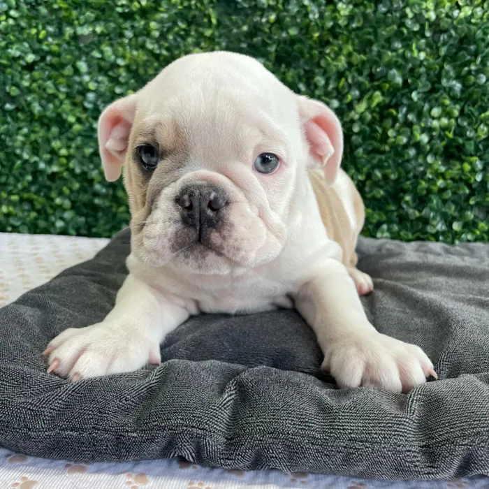 Male English Bulldog puppy named Krusty for sale at Puppy Dreams - West Little Rock.