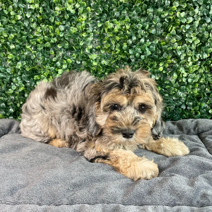 Female Cockapoo puppy named Nala for sale at Puppy Dreams - West Little Rock.