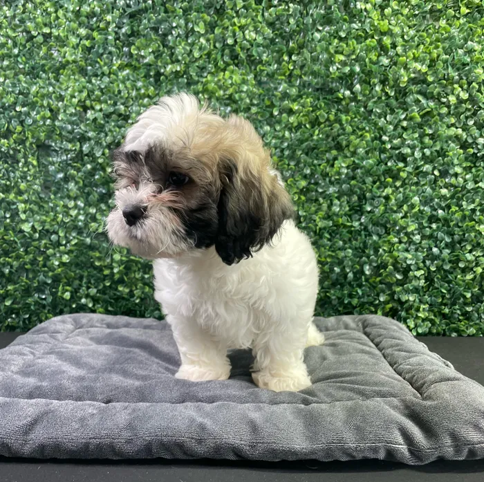 Female Teddy Bear puppy named Vera for sale at Puppy Dreams - West Little Rock.