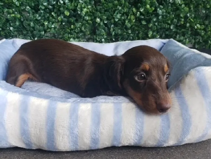 Female Dachshund Puppy for Sale in Little Rock, AR