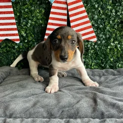 Female Dachshund puppy named Star for sale at Puppy Dreams - West Little Rock.
