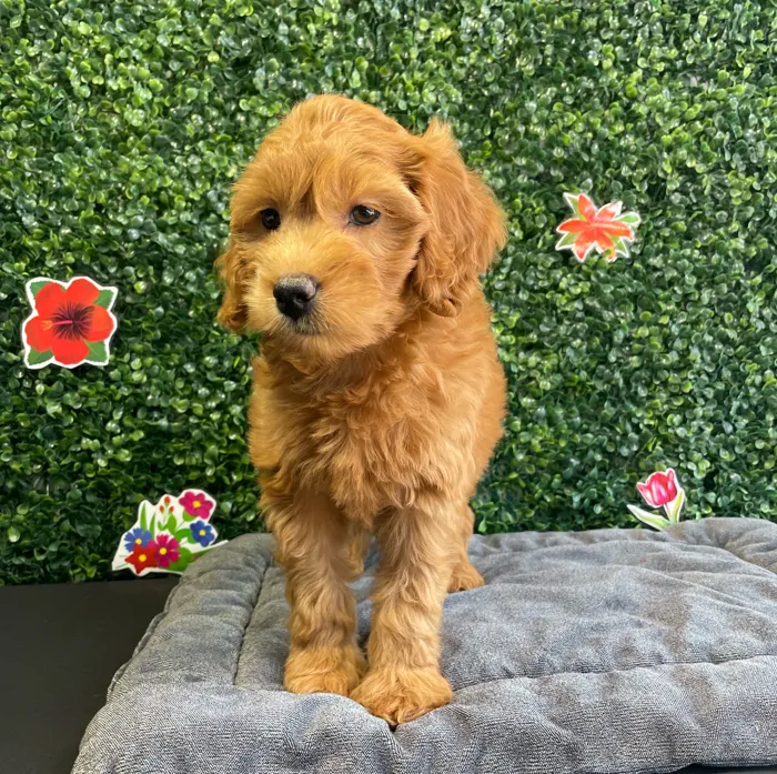 Female Mini Goldendoodle puppy named Hazel for sale at Puppy Dreams - West Little Rock.