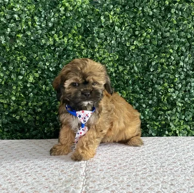 Male Malshi-Poo puppy named Thyme for sale at Puppy Dreams - West Little Rock.