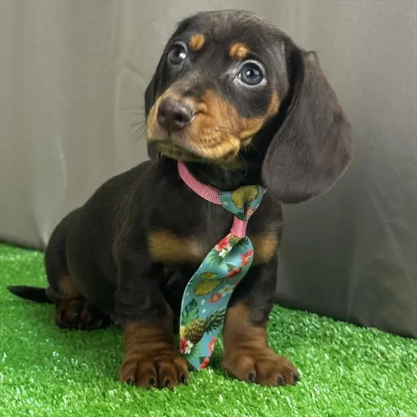 Male Dachshund puppy for sale at Puppy Dreams - South Little Rock.