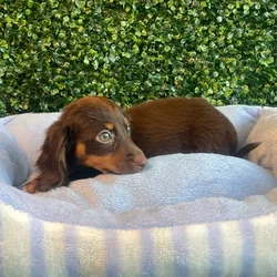 car_main_img_/media/ap_media/pets/VMETBICVCTKK136266.webp.250x250_q85.webp